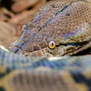 Agent Framework Python'da Vector Store ile Ajan Bağlamı