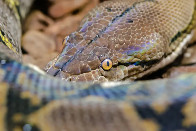 Agent Framework Python'da Vector Store ile Ajan Bağlamı